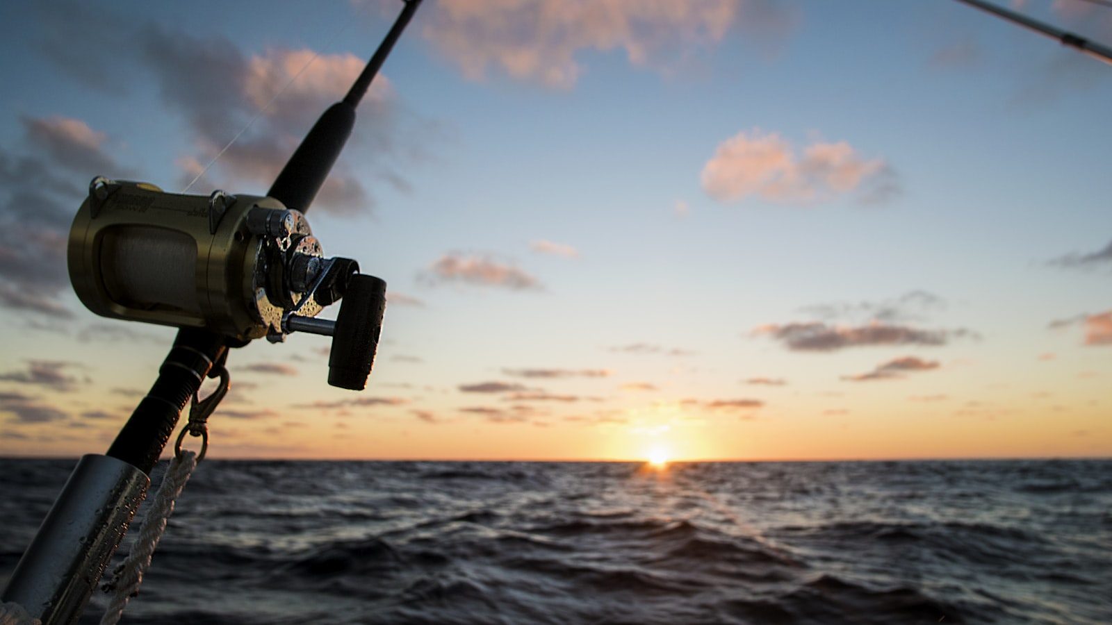 A scene of catching spear squid and squid with metal jigs