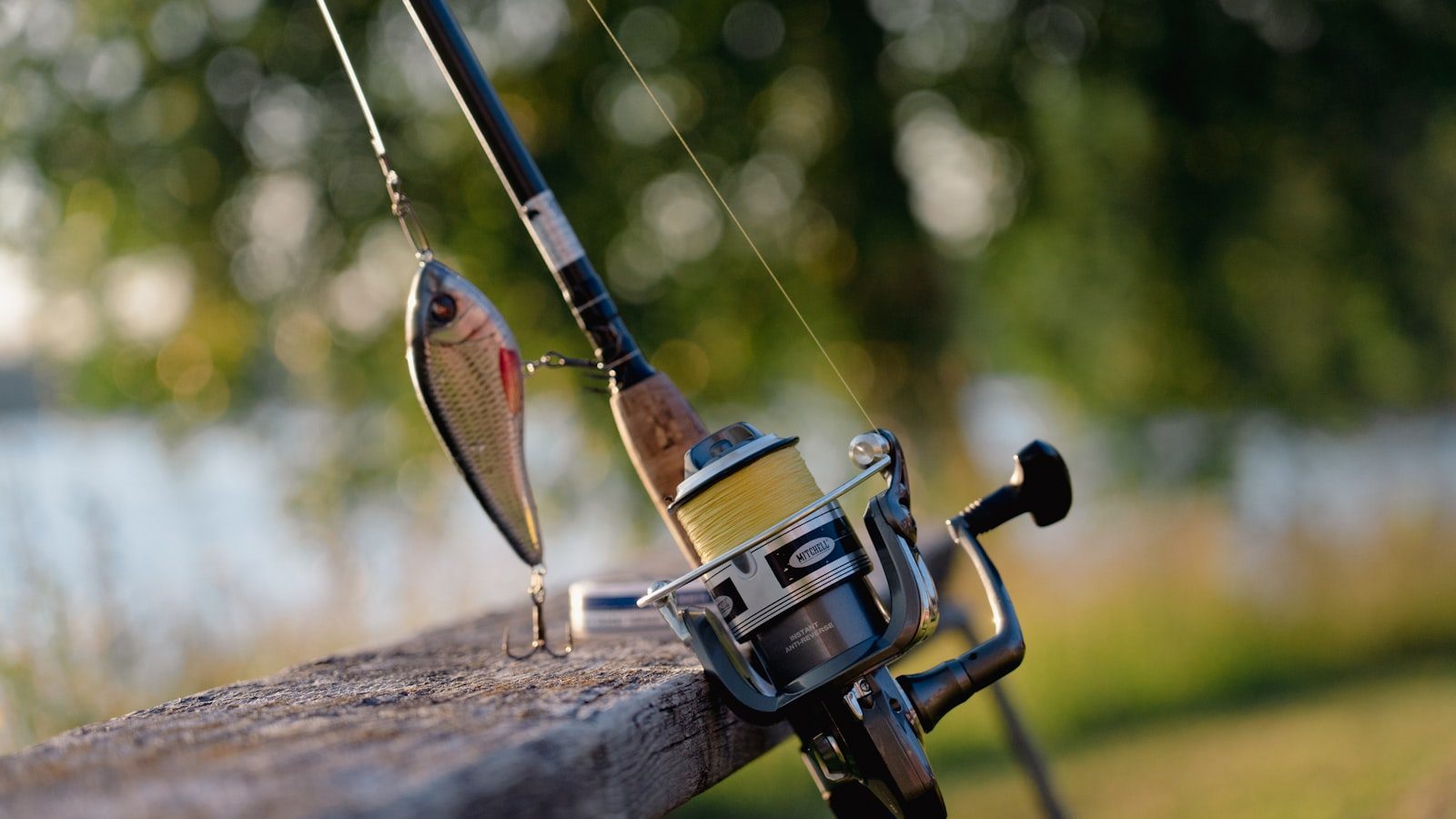 Fishing rod and lure for bigfin reef squid eging